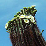 blühender Saguaro