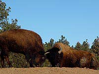 Bison