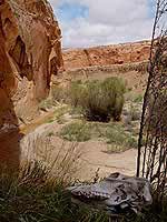 Coal Mine Canyon