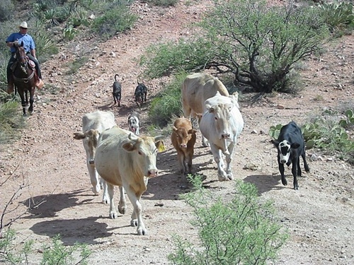 Williams Family Ranch, Arizona