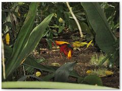 tropicalislands2011_038